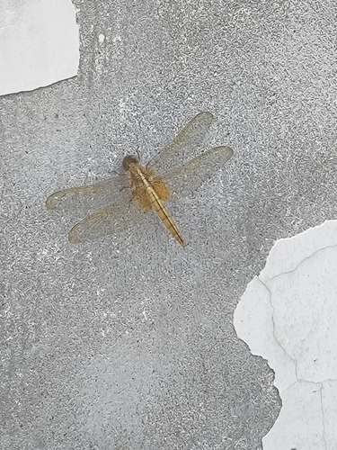 Scarlet Skimmer