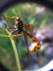 Megarhyssa macrurus icterosticta