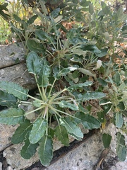 Eriogonum grande rubescens