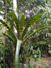 Vriesea hieroglyphica