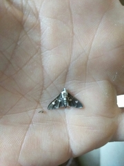 Desmia maculalis