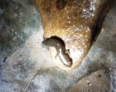 Desmognathus welteri
