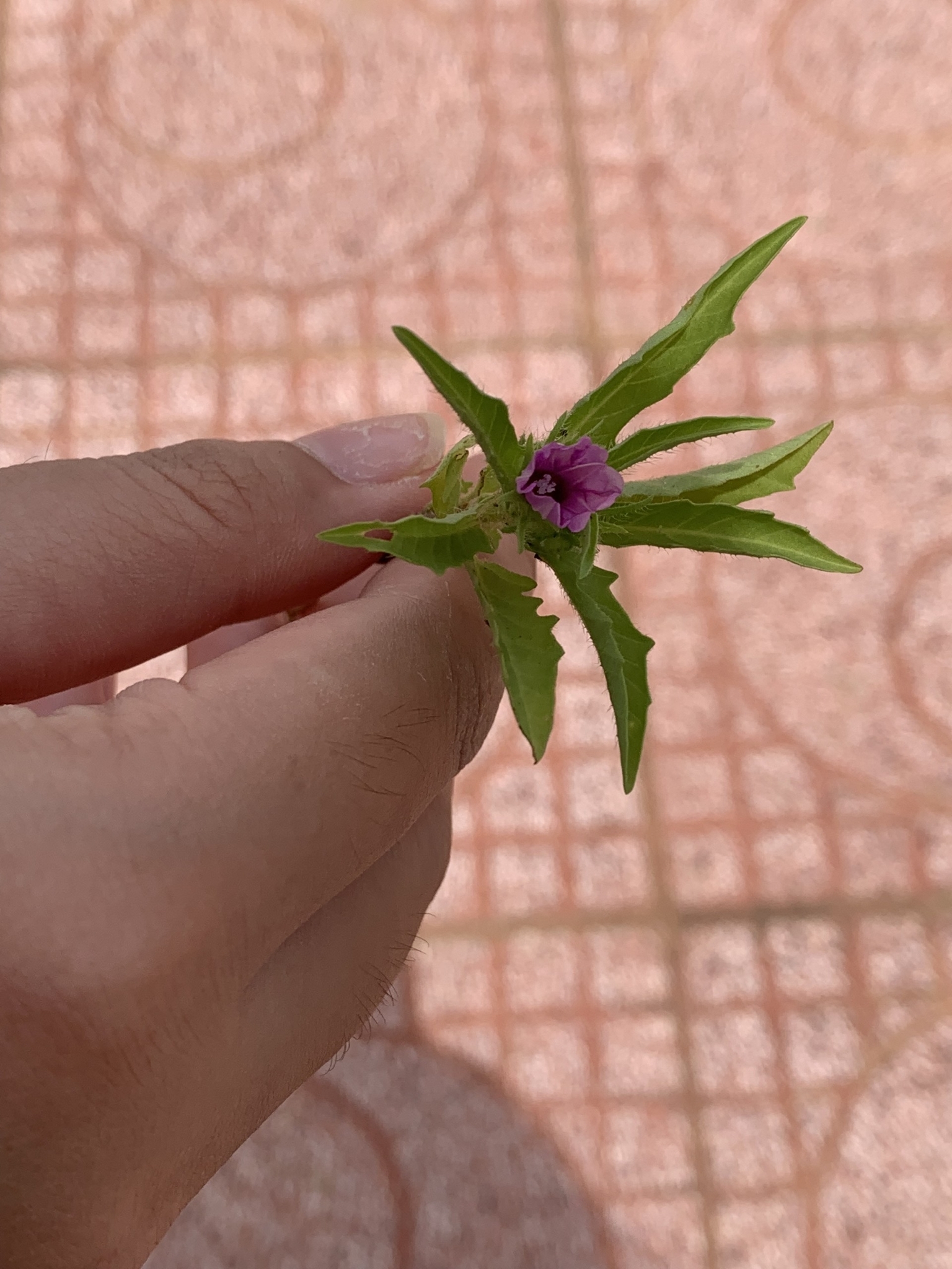 Ipomoea polymorpha (Ipomoea polymorpha)