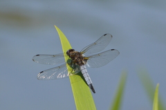 Libellula fulva