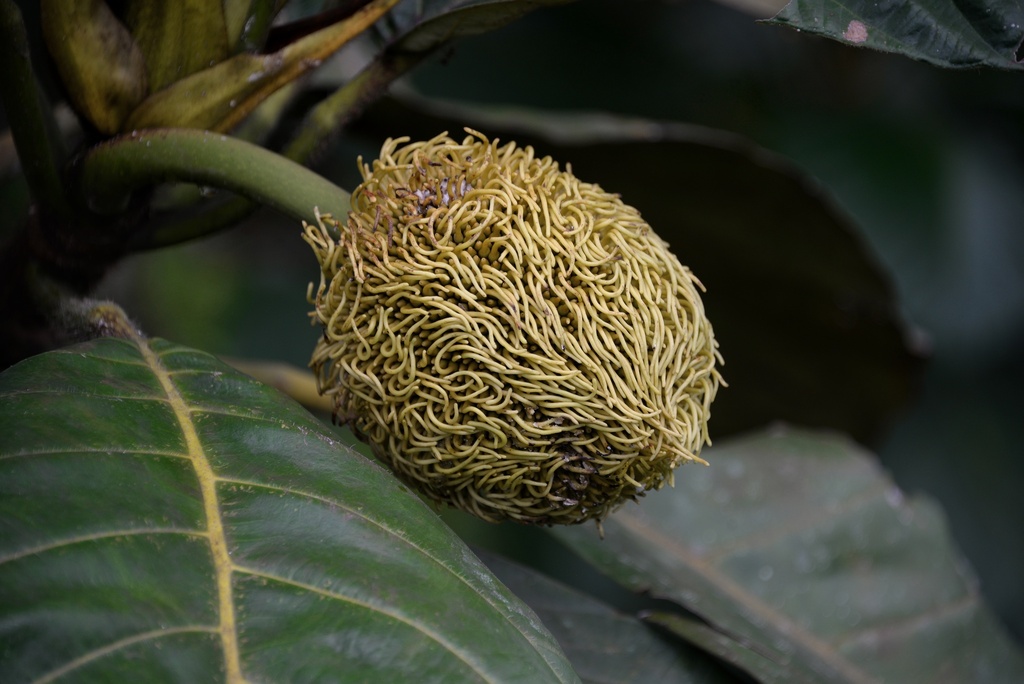 Artocarpus sericicarpus