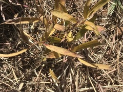 Hibiscus microcarpus