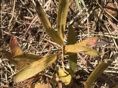 Hibiscus microcarpus
