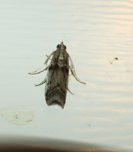 Locust Leafroller Moth photo 2