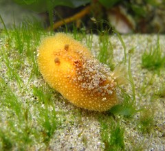 Thordisa bimaculata