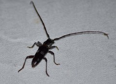 Elaphidion mimeticum