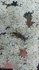 Stenopterus ater praeustus