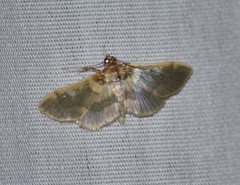 Apilocrocis brumalis