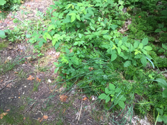 Arrhenatherum elatius
