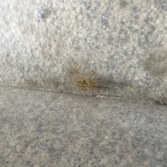 Tettigoniidae