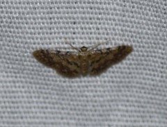 Idaea pervertipennis