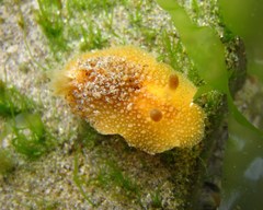 Thordisa bimaculata