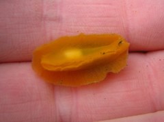 Thordisa bimaculata
