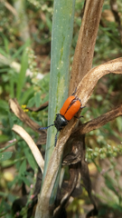 Labidostomis rubripennis
