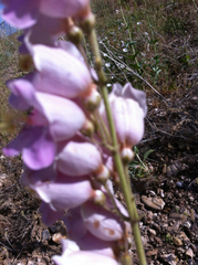 Penstemon palmeri