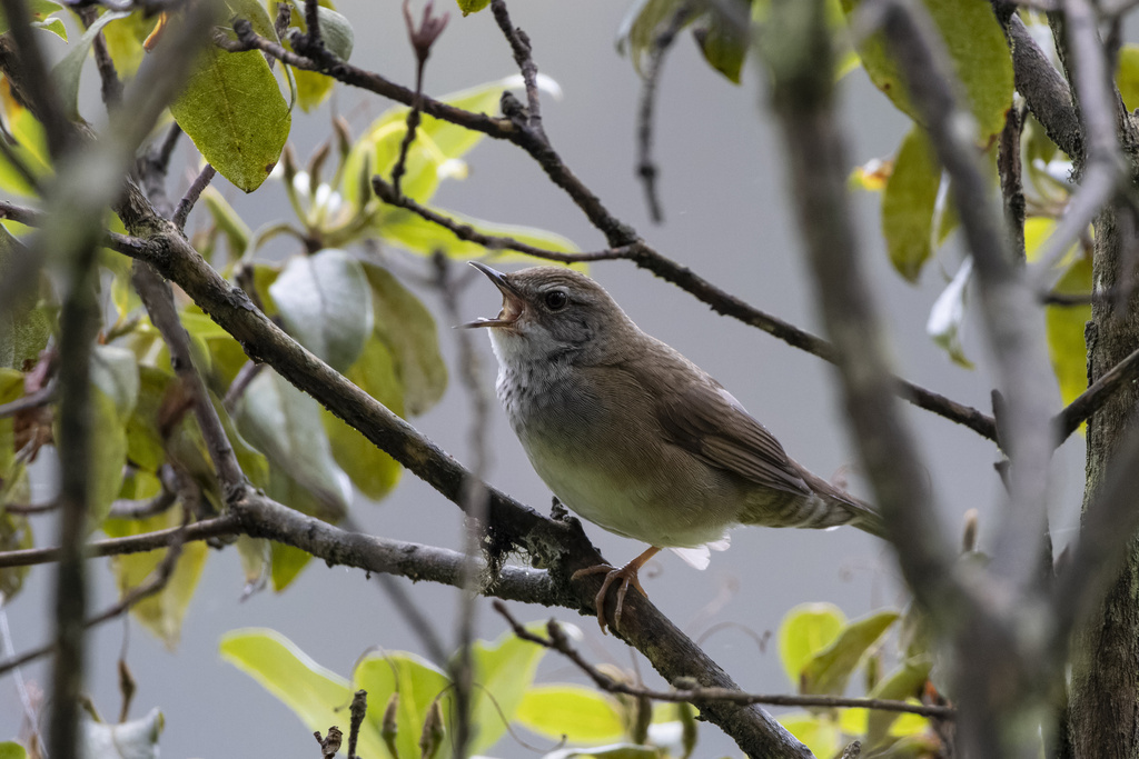 Spotted Bush Warbler