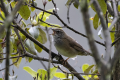 Spotted Bush Warbler photo 1