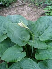 Hosta