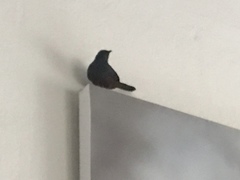 Thamnolaea cinnamomeiventris autochthones