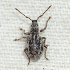 Thricolepis inornata