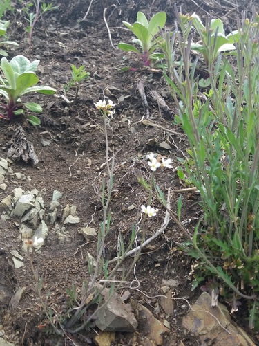 Arabidopsis kamchatica iNat (1)