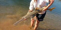 Largetooth Sawfish photo 3
