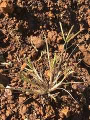 Eleusine coracana