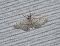 Idaea violacearia