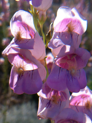 Penstemon palmeri