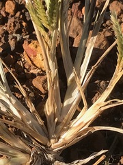 Eleusine coracana