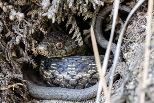 iNaturalist observation photo of Sierra Garter Snake
