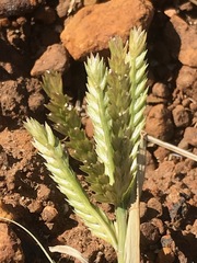 Eleusine coracana