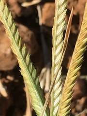 Eleusine coracana