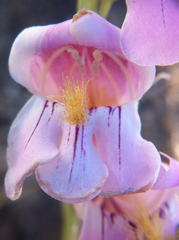 Penstemon palmeri