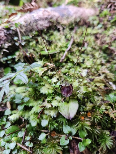 Image of Corybas hatchii by (c) Archie, some rights reserved (CC BY)