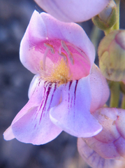 Penstemon palmeri