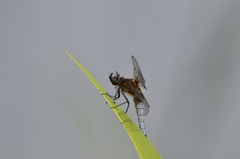 Libellula fulva