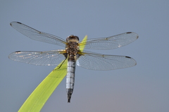 Libellula fulva