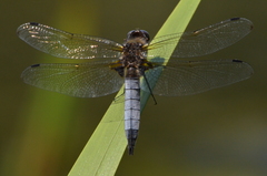 Libellula fulva