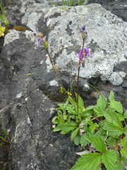 Primula pauciflora macrocarpa