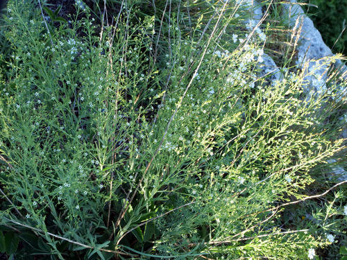 Image of Thesium bavarum by (c) Wolfgang Jauch, some rights reserved (CC BY)