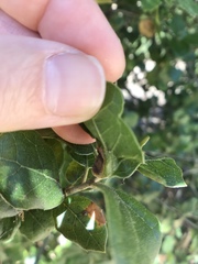 Callirhytis perfoveata