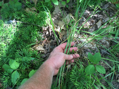 Carex cephalophora