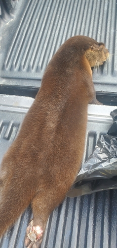 North American River Otter photographed in Iowa
