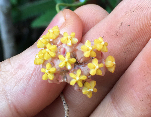 Hoya myrmecopa Kleijn & Donkelaar