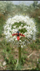 Trichodes umbellatarum